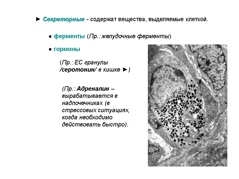 ► Секреторные - содержат вещества, выделяемые клеткой. ● ферменты (Пр.: желудочные ферменты) ● гормоны